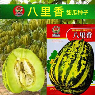 八里香甜瓜种子中早熟蔬菜瓜果种子籽香味浓特甜蜜瓜小院家庭种植