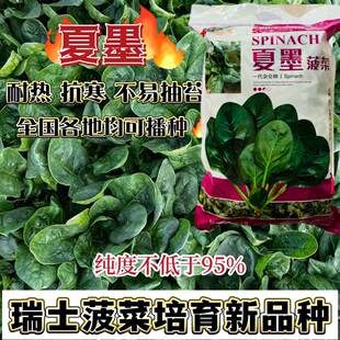 世纪星夏墨圆叶菠菜种子抗寒耐热中早熟高产易生长农家春夏秋种籽