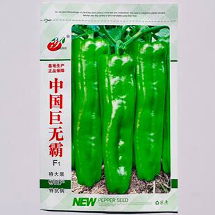 中国巨无霸辣椒种子早中熟高产大果泡椒种苗甜椒种孑蔬菜辣椒籽种