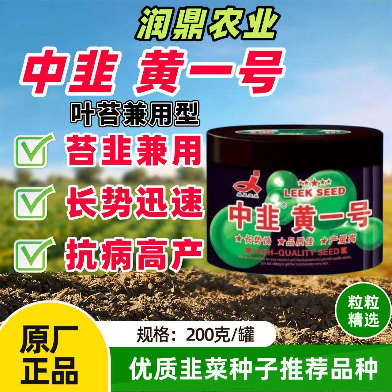 中韭黄一号韭黄耐寒韭菜种子高产抗病不休眠抗倒伏大棚基地韭菜籽