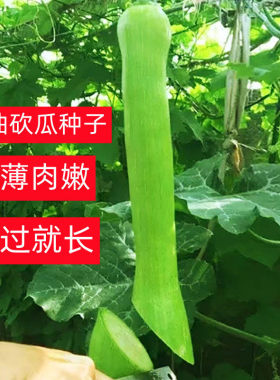 春季播砍瓜种子奶油南瓜种籽随砍随吃新鲜砍瓜巨形吊瓜蔬菜种子孑