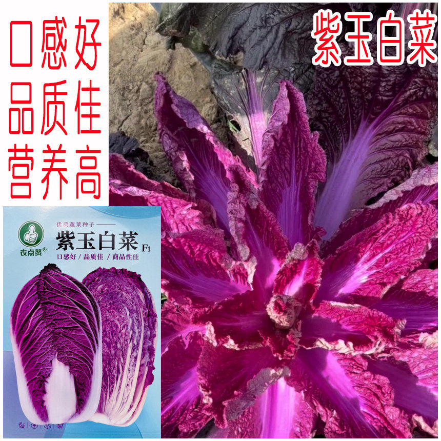 紫色大白菜种子高产紫白菜种子韩家庭园艺种子