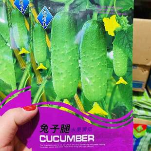 九斤王兔子腿水果黄瓜种子短棒小黄瓜种籽旱黄瓜阳台盆栽蔬菜种孑