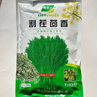 割茬茴香种子茎叶绿扁梗耐热耐寒耐湿叶大生长快产量高春夏秋种植