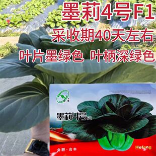 苏州青种子墨莉4号青梗菜耐寒小青菜种籽苏小青秋冬季播蔬菜种孑