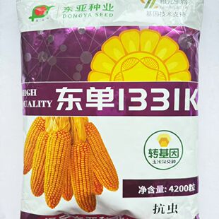 【抗虫】东单1331K 国审高产玉米种子大棒抗旱耐涝抗盐碱适广性强