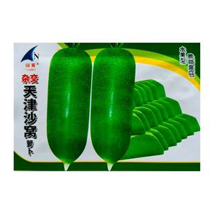 正宗天津沙窝萝卜种子冰糖水果青萝卜种籽甜脆多汁绿肉秋播罗卜孑