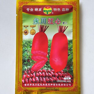 红皮红心红萝卜种子红心脆萝卜种子胭脂透心红萝卜籽秋季蔬菜种子