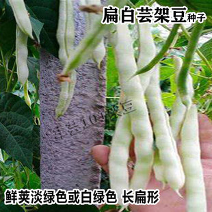 白芸架豆九粒白芸豆种子春秋豆摘不败白不老豆角种菜豆四季豆种籽