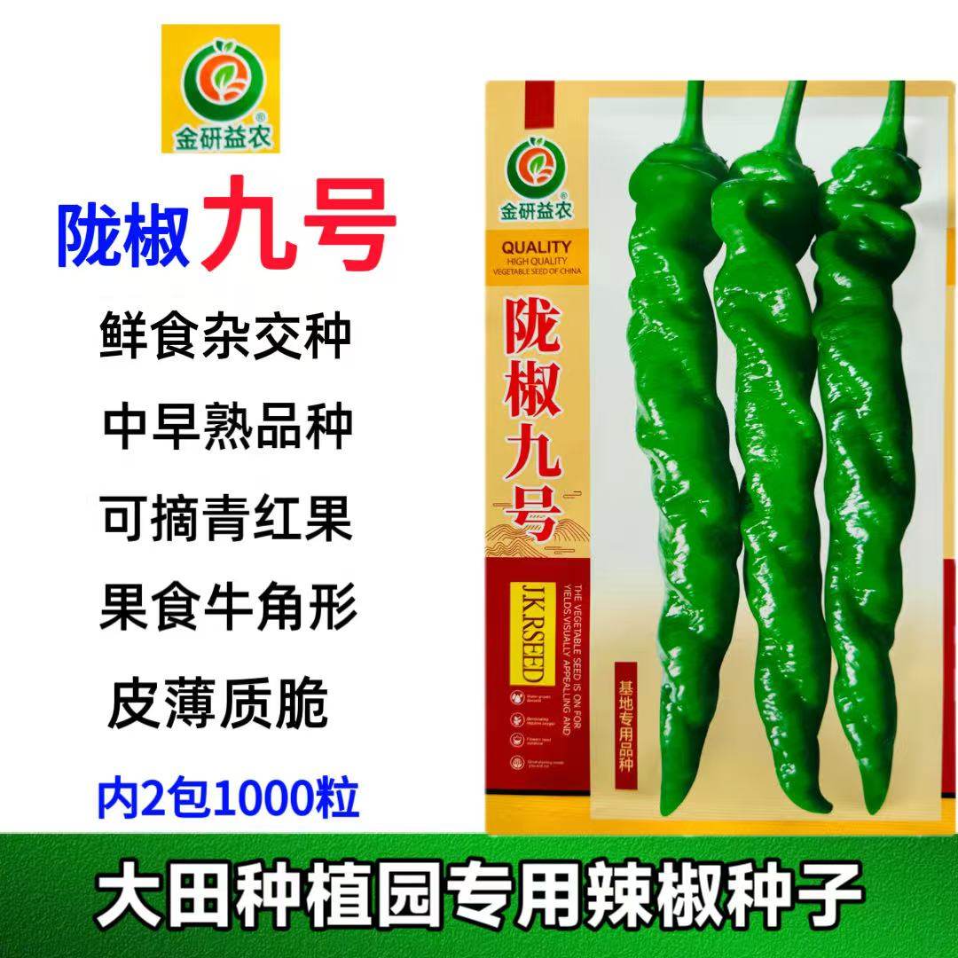 陇椒九号螺丝椒种子大果螺丝辣椒种子薄皮高产辣椒种子基地辣椒种图片