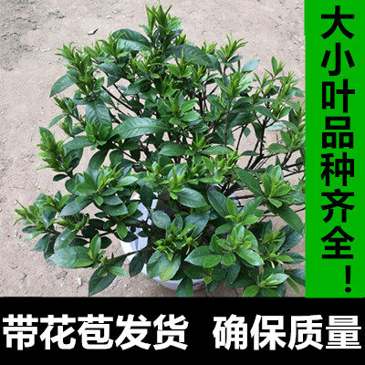 室内栀子花盆栽 大叶小叶桅子花苗 独杆栀子花 牡丹栀子包邮|ruв категории доставка цветов/цветок моделирования/растения садоводства, цветок/растения в горшках (новый), растения - от Buy2taobao.com для оказания профессиональной услуги покупки агента Taobao