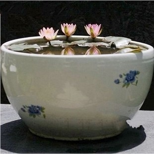 水培植物【小睡莲根茎】迷你 水生花卉 睡莲根块 办公桌水养绿植在类目 鲜花速递/花卉仿真/绿植园艺, 花卉/绿植盆栽（新）, 绿植中 - 来自Buy2taobao.com提供专业的淘宝代购服务