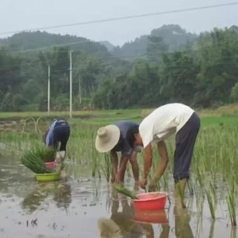 100颗一代不带果 广西荔浦红皮马蹄 种苗 荸荠种植高产水果组培苗