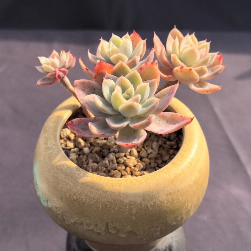 一棵包邮群生丝绸面纱