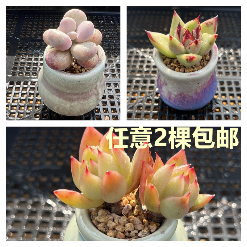 【两颗包邮 】多肉植物精控拇指盆一物一拍可爱萌物阳台组合盆栽