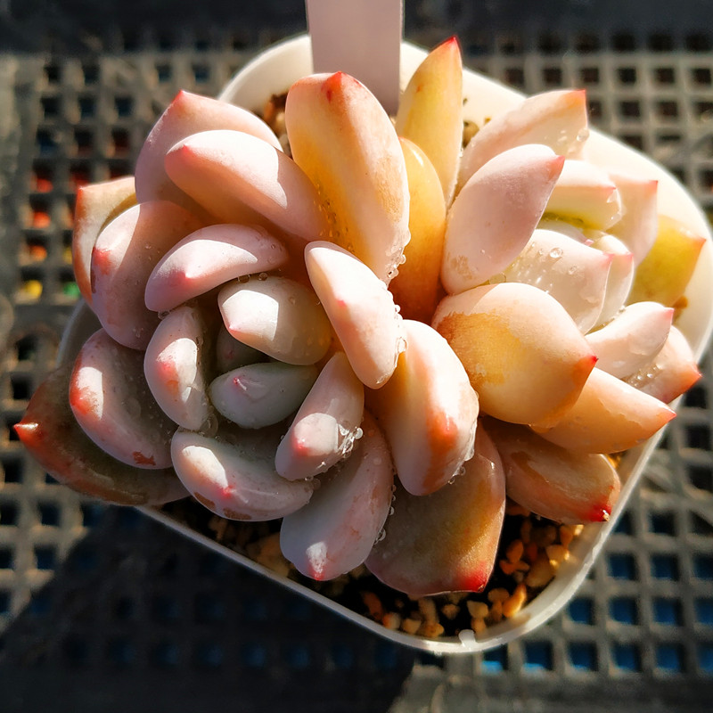 橙梦露多肉植物单头群生一物一拍大棚直销阳台组合盆栽阿猫家土屋