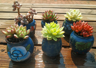 新手入门特价组合套餐包邮多肉植物阳台组合盆栽一物阿猫家的土屋