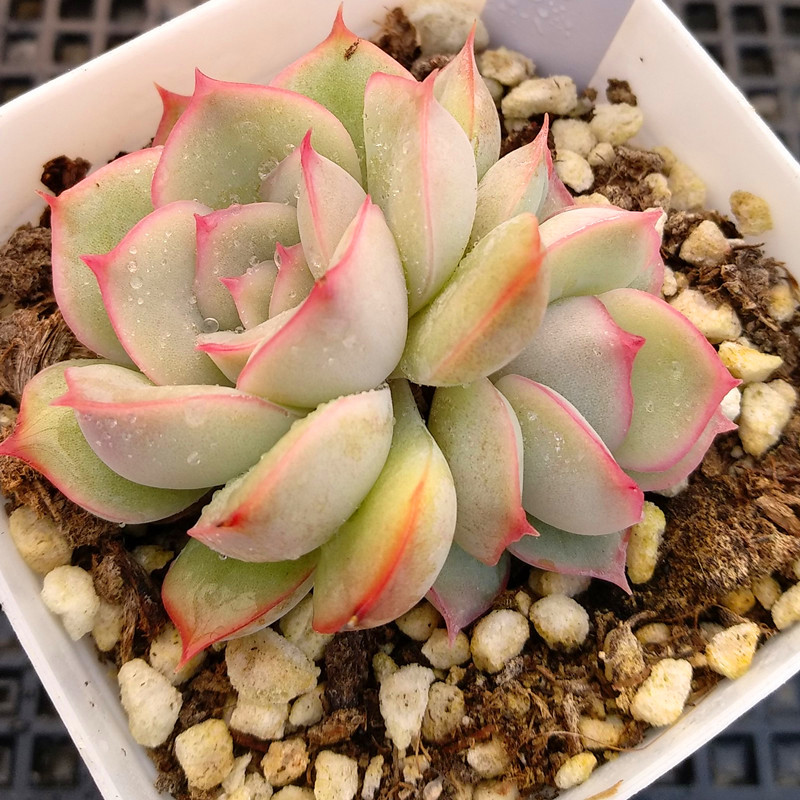 猎户座多肉植物星座系列状态佳阳台组合盆栽一物一拍阿猫家的土屋