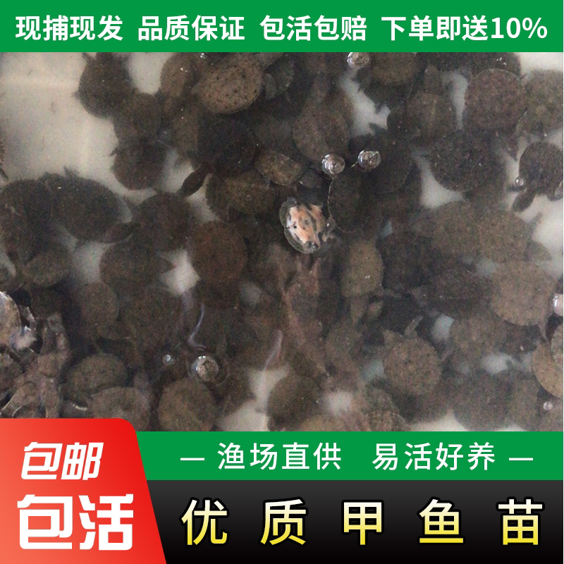 甲鱼苗活体中华鳖凶猛团鱼食用水鱼苗王八中华甲鱼外塘养殖小甲鱼
