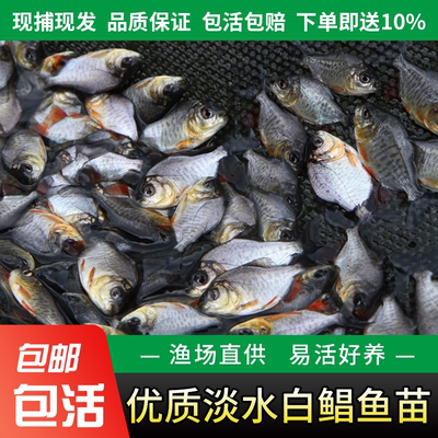 淡水白鲳鱼苗红腹鲳鱼淡水白鲳