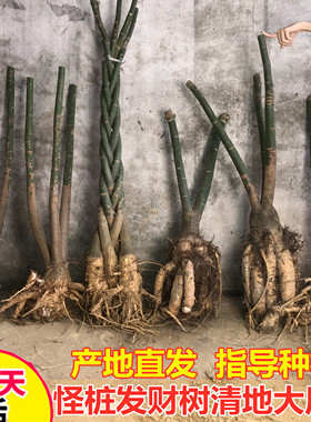 发财树双叉三叉盆栽大树桩客厅办公室内四季常青开业招财大型绿植