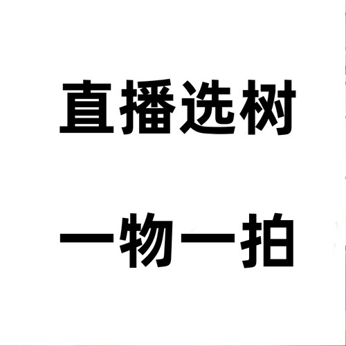 单杆原生单杆飘枝发财树室内摆放居家绿植个性可造型基地顺丰直发