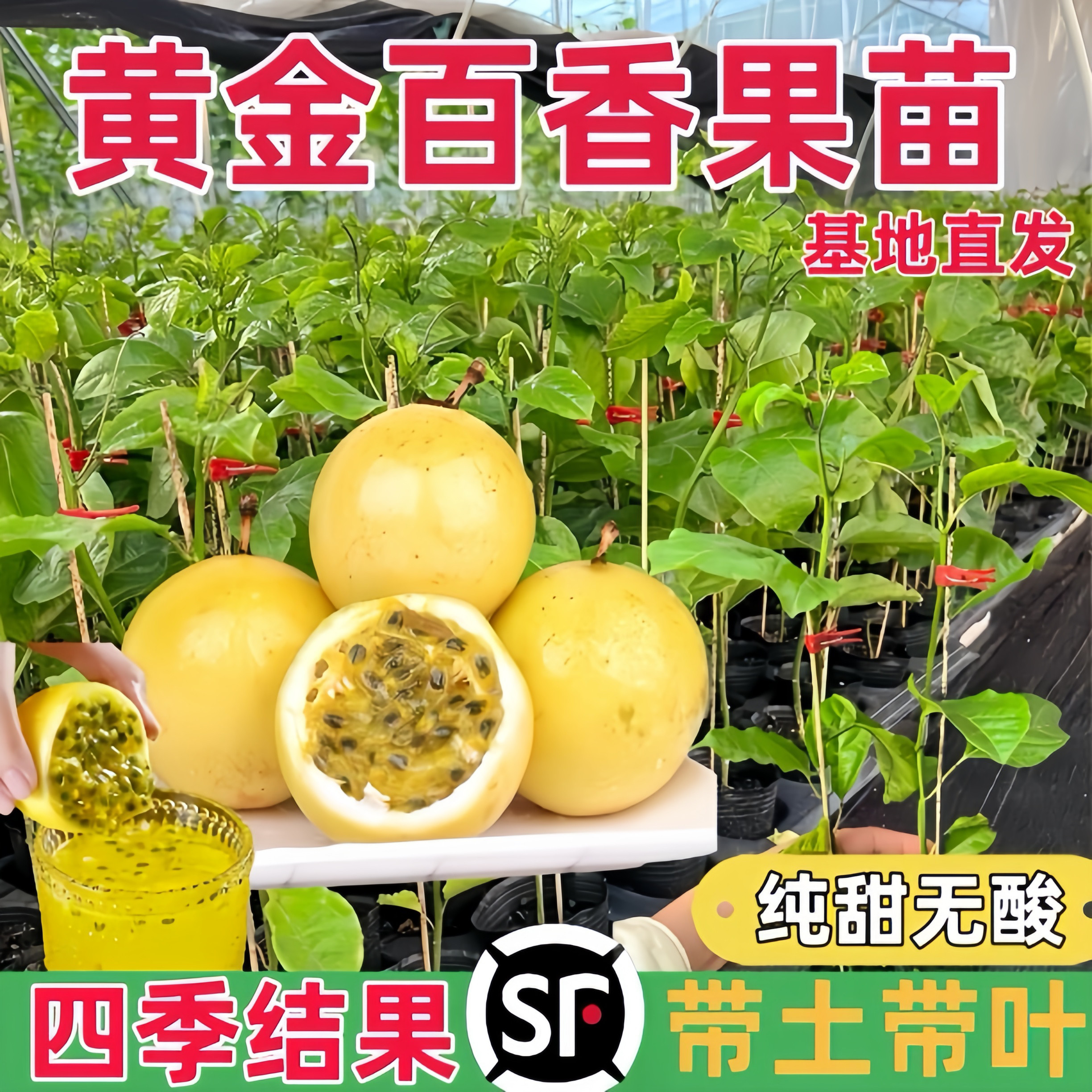 黄金百香果树苗嫁接苗爬藤四季结果纯甜大果百香果苗盆栽