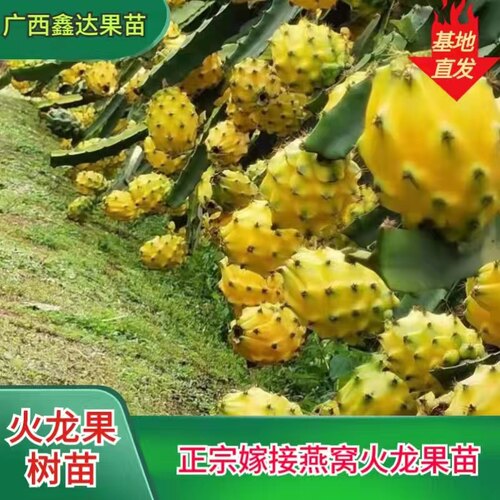 燕窝果苗带果新品种黄皮白肉火龙果嫁接苗麒麟果树当年结果黄火龙