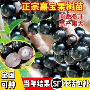 嘉宝果树果苗四季红妃沙巴树葡萄苗阿根廷庭院阳台盆栽果树