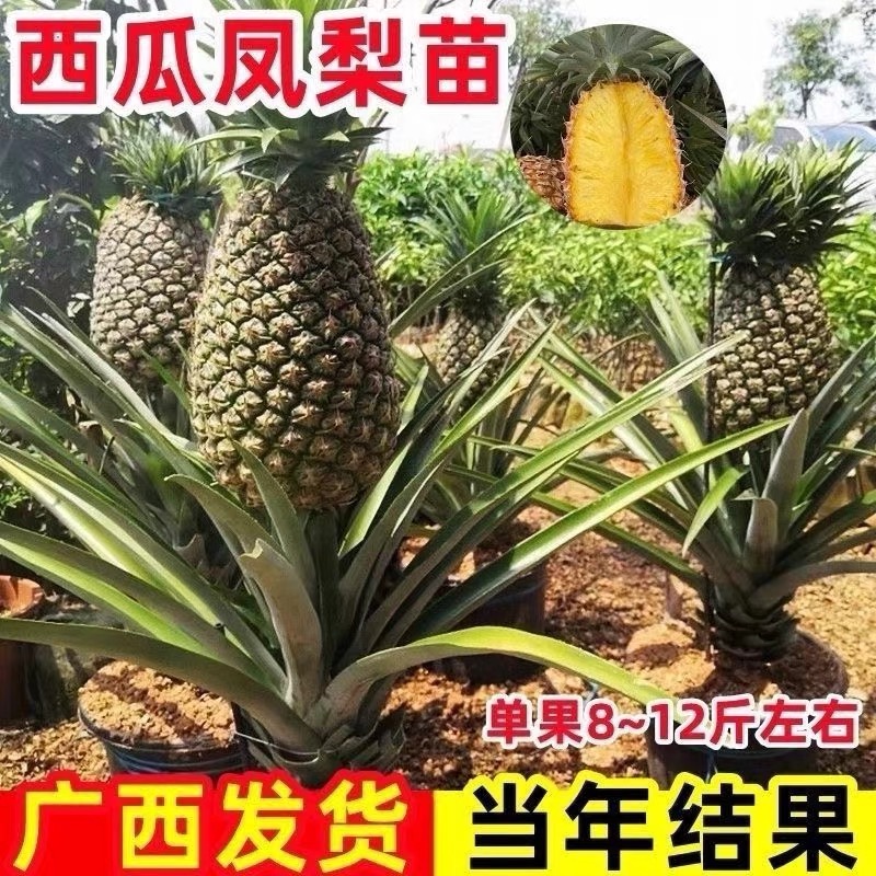 台湾金钻凤梨苗阳台庭院盆栽 地菠萝果树苗南方盆栽地栽带叶