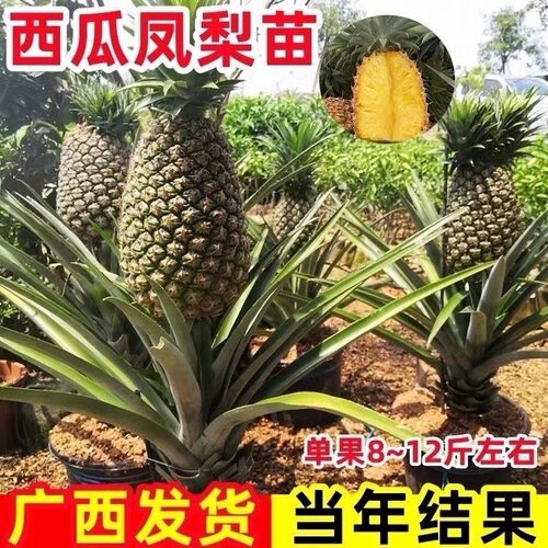 台湾金钻凤梨苗阳台庭院盆栽 地菠萝果树苗南方盆栽地栽带叶