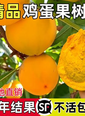 正宗海南蛋黄果苗树耀堂木瓜仙桃苗蛋黄果树苗水果树四季种植盆栽