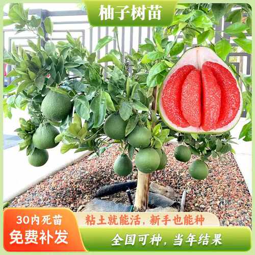 柚子树苗泰国三红柚苗暹罗红柚果树苗南方庭院阳台栽种大苗带土球