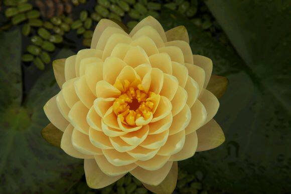 柠檬蛋糕睡莲花苗耐寒耐热丰花勤花水生水培植物鱼池阳台庭院