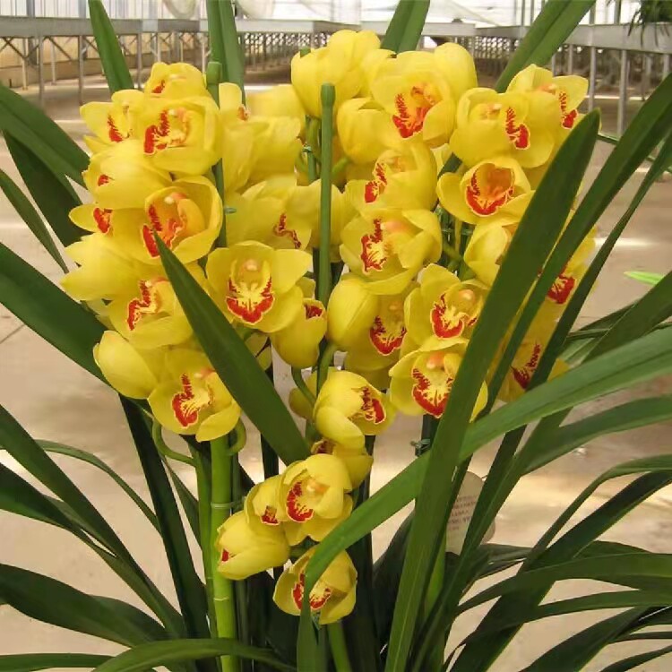 大花蕙兰带花苞兰花苗新年宵花盆栽花卉植物办公室内花客厅网红花