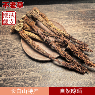 扶阳经方 长白山不老草中药材 野生不老草根 泡酒料泡茶水