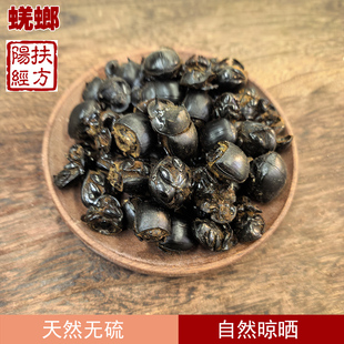 扶阳经方 野生蜣螂中药材 屎壳郎 圣甲虫 大将军 清水蜣螂虫