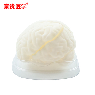 泰贵医学 脑干解剖模型 生物医疗教学模型