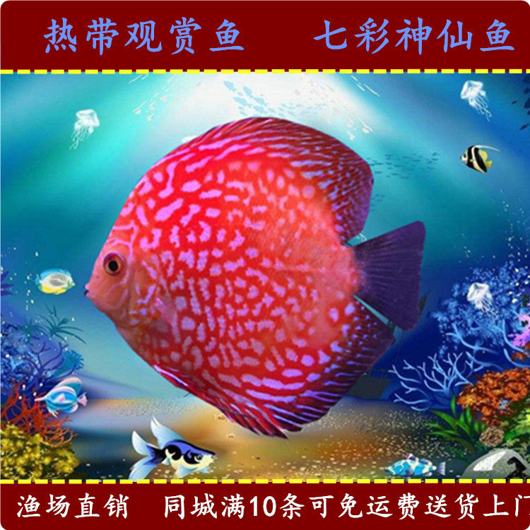活体七彩神仙鱼热带观赏鱼淡水鱼渔场直销上海市区内免运费送上门