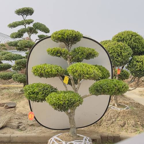 造型黄杨树小叶瓜子黄杨树黄杨树造型树庭院别墅种植黄杨造型盆景