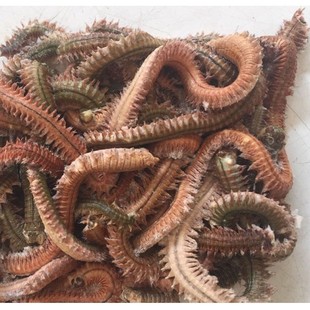 沙蚕干野钓好用的钓饵料海蚯蚓蜈蚣非活万能蚂蟥包邮鲈鱼海鱼鲜活