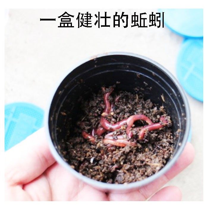 成品江河活体鱼食饲料水库蚯蚓