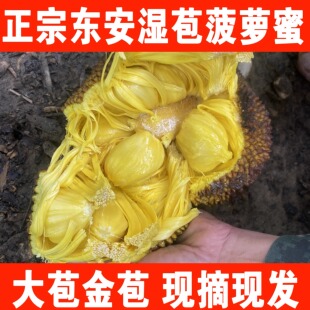 广西崇左宁明东安湿苞菠萝蜜湿包木菠萝大树榴莲应季当季新鲜水果