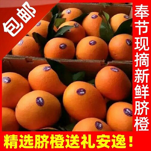 现摘现发重庆奉节脐橙纽荷尔伦晚福本带叶橙子新鲜应季水果甜橙子