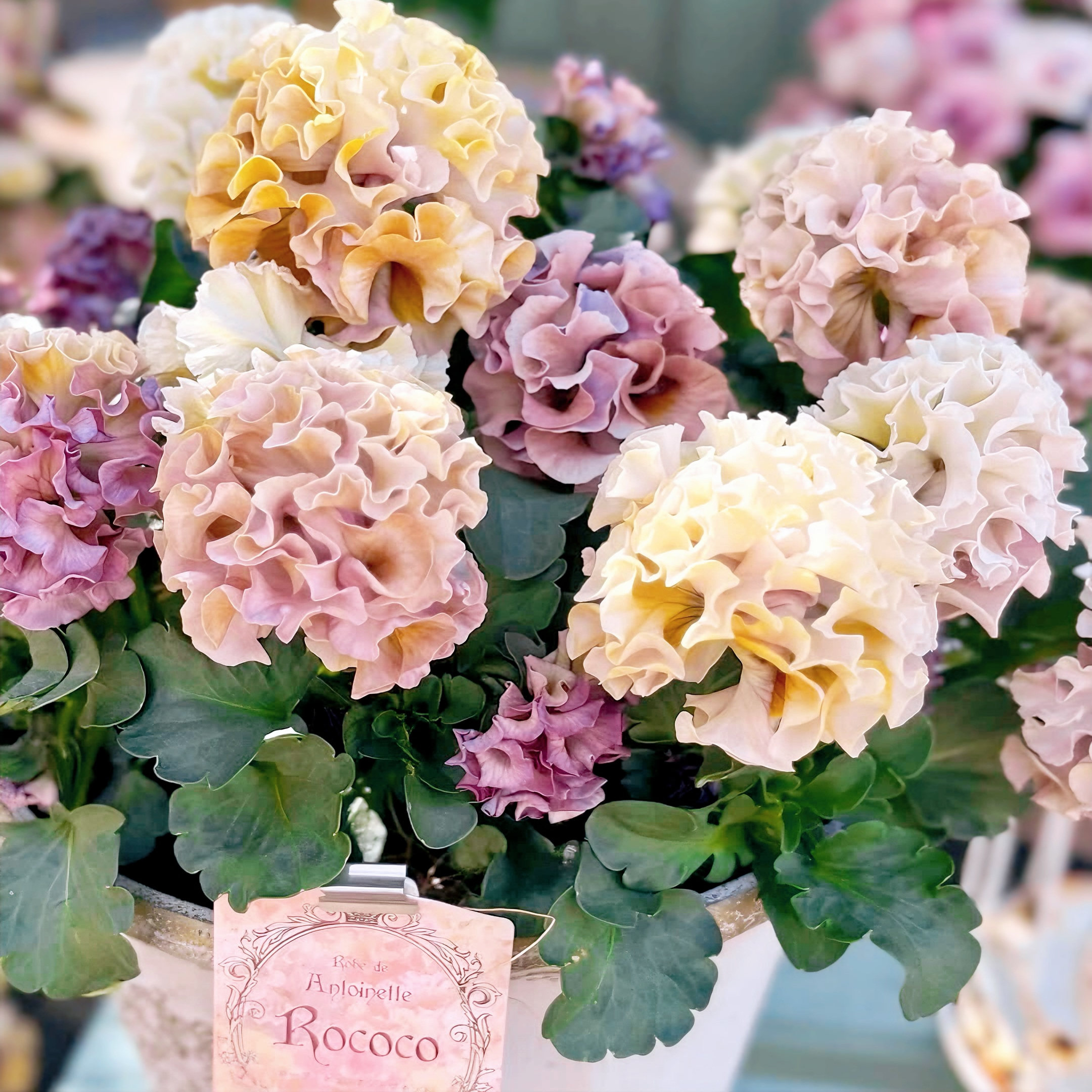 皱边角堇三色堇花期长盆栽花卉耐寒冬季好养阳台花园植物,鲜花速递/花卉仿真/绿植园艺,时令草本花卉,淘宝优惠券,粉丝福利购,淘宝优惠卷