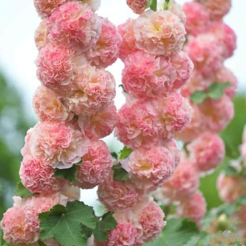 苏城花园重瓣蜀葵庭院花园花苗