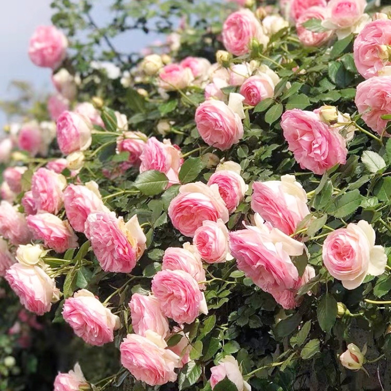 3加仑 藤本月季粉色龙沙宝石爬藤花卉灌木盆栽玫瑰大苗原盆原土