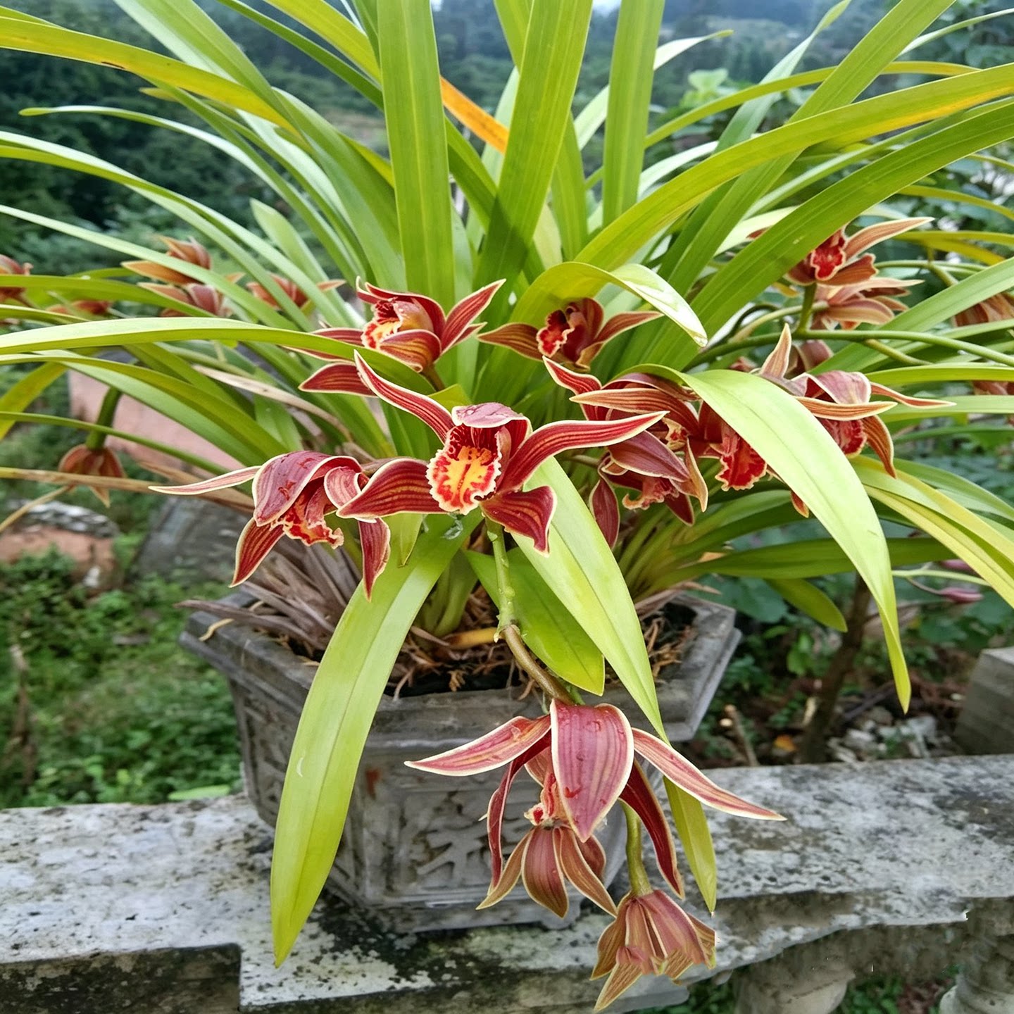 红婵兰花虎头兰鲜花名贵兰庭院阳台窗户云南盆景绿植花卉花香四季