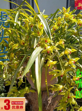 虎头兰云南红嘴鸥带花苞阳台客厅庭院顶楼盆栽花卉大花蕙兰兰草