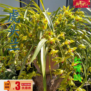 虎头兰云南红嘴鸥带花苞阳台客厅庭院顶楼盆栽花卉大花蕙兰兰草